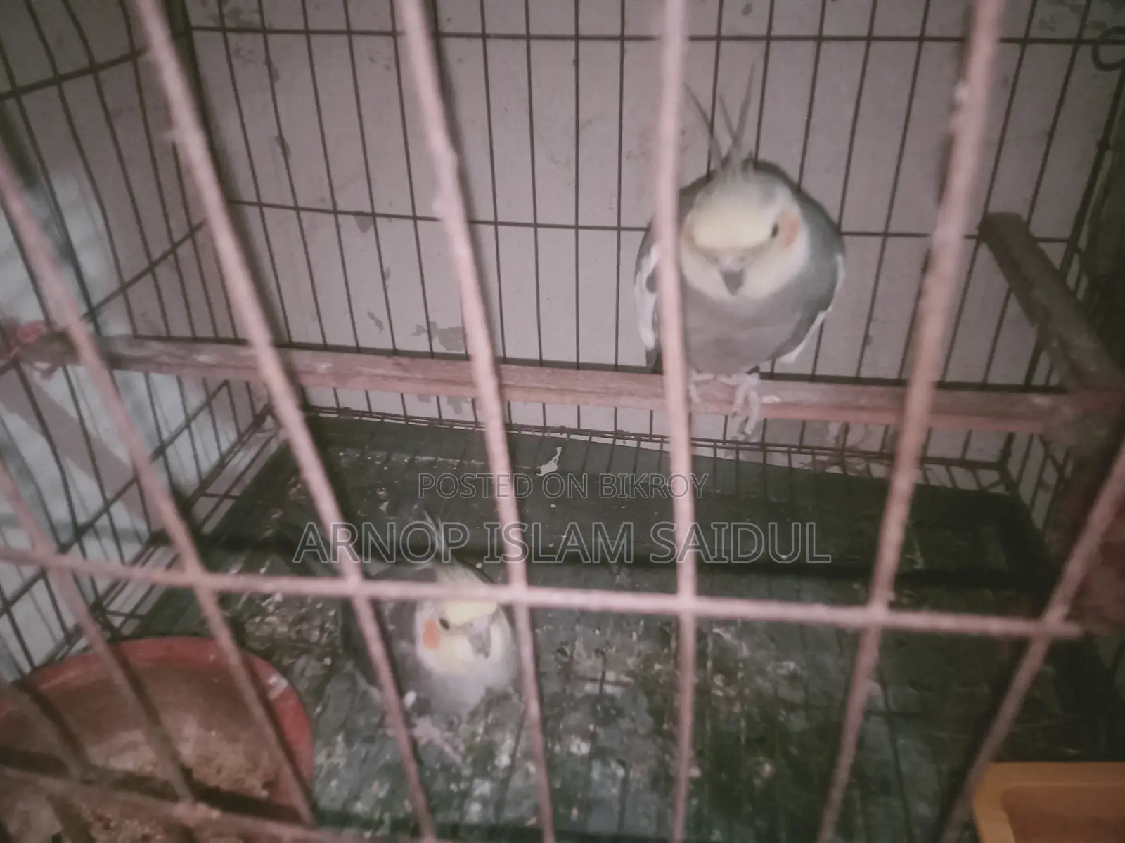 Kokatel Bird