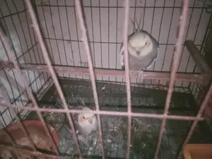 Kokatel Bird