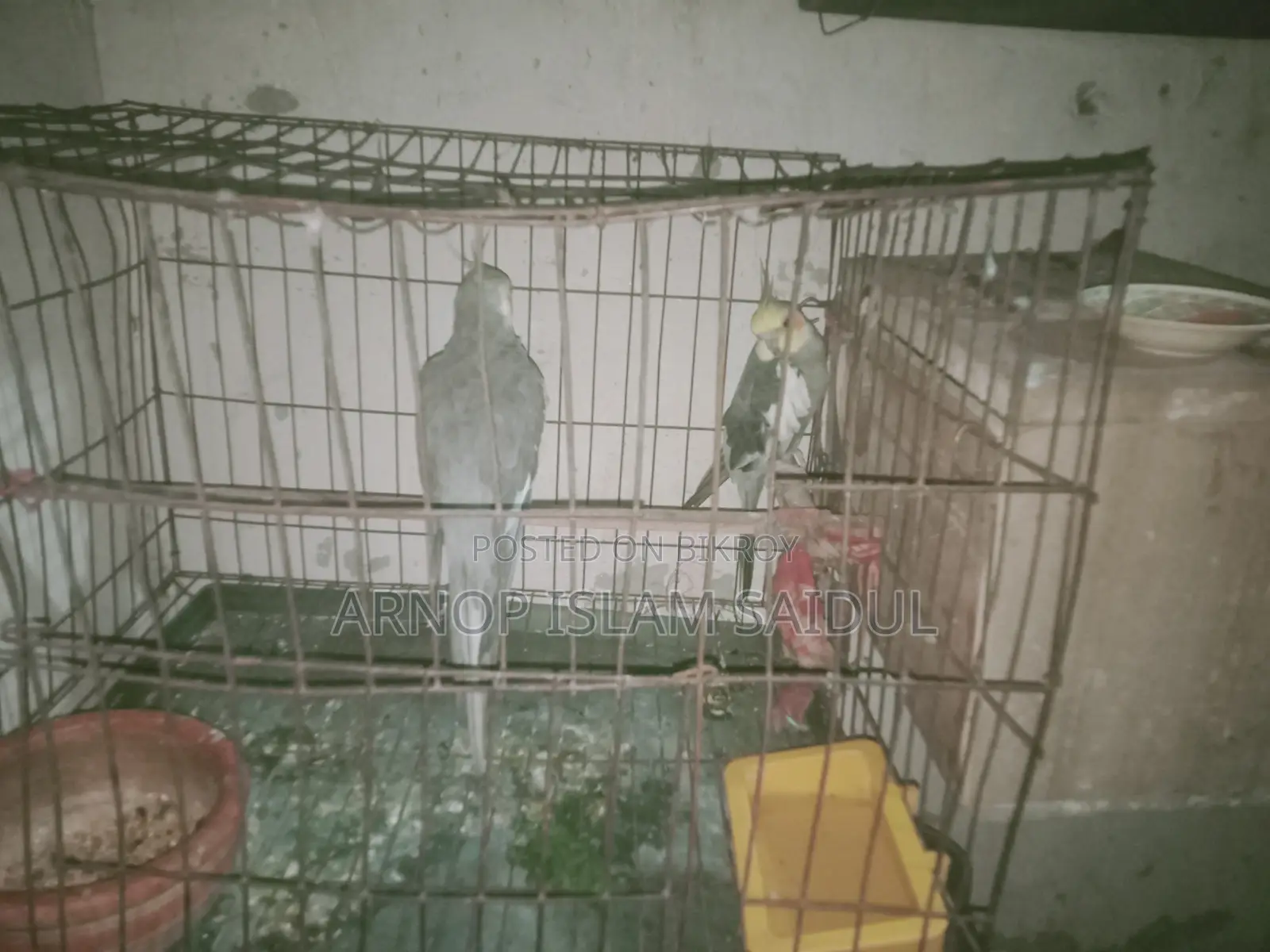 Kokatel Bird