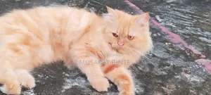 1+ year Female Purebred Persian