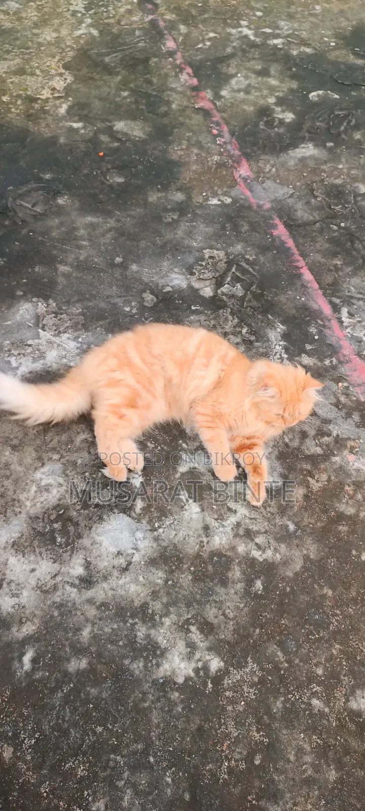 1+ year Female Purebred Persian