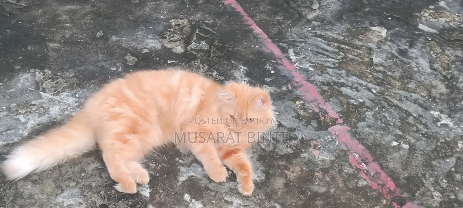 1+ year Female Purebred Persian