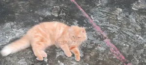 1+ year Female Purebred Persian