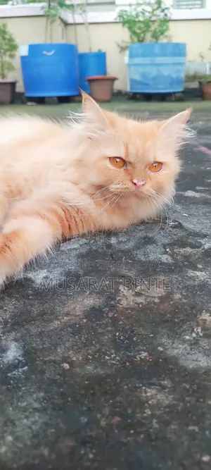 1+ year Female Purebred Persian