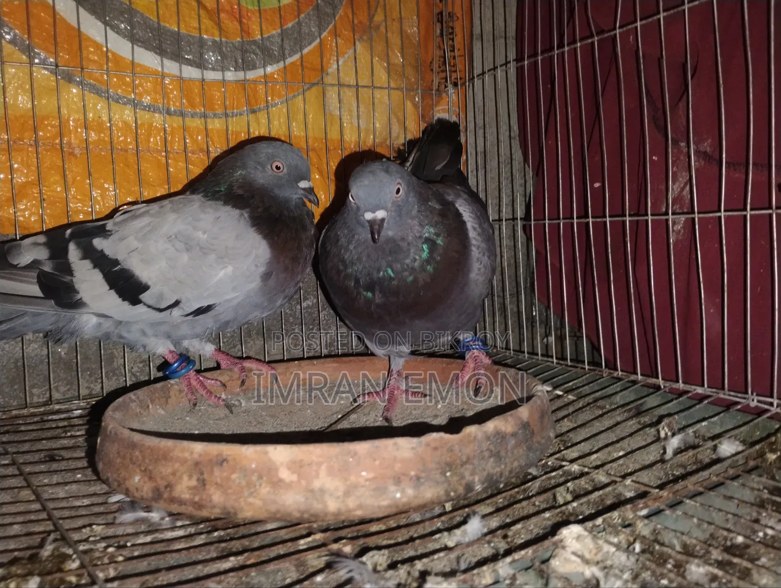 Full Running Racer Pair
Healthy and Fit
Location: Rayerbag