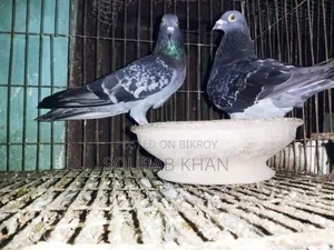 রানিং মাক্সি জোড়া