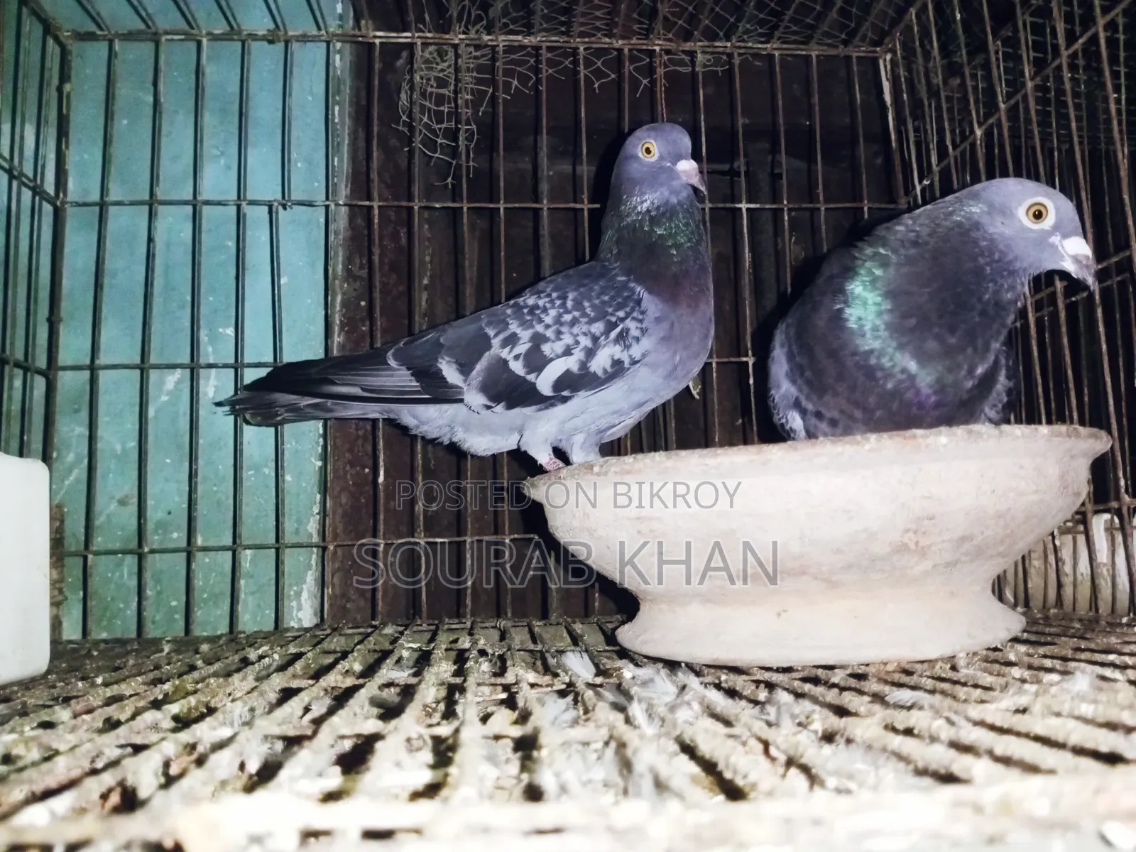 রানিং মাক্সি জোড়া