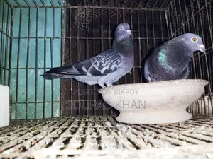 রানিং মাক্সি জোড়া