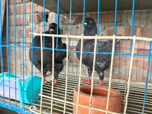 2 Jora Shoking Kobutor Sell Hobe