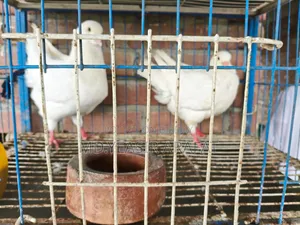 2 Jora Shoking Kobutor Sell Hobe