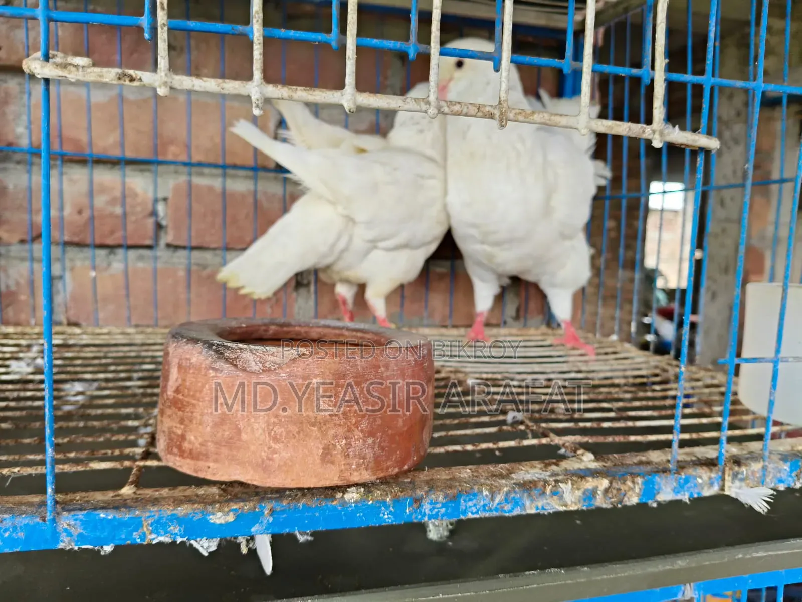 2 Jora Shoking Kobutor Sell Hobe