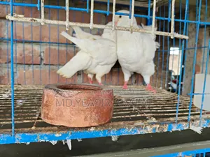 2 Jora Shoking Kobutor Sell Hobe