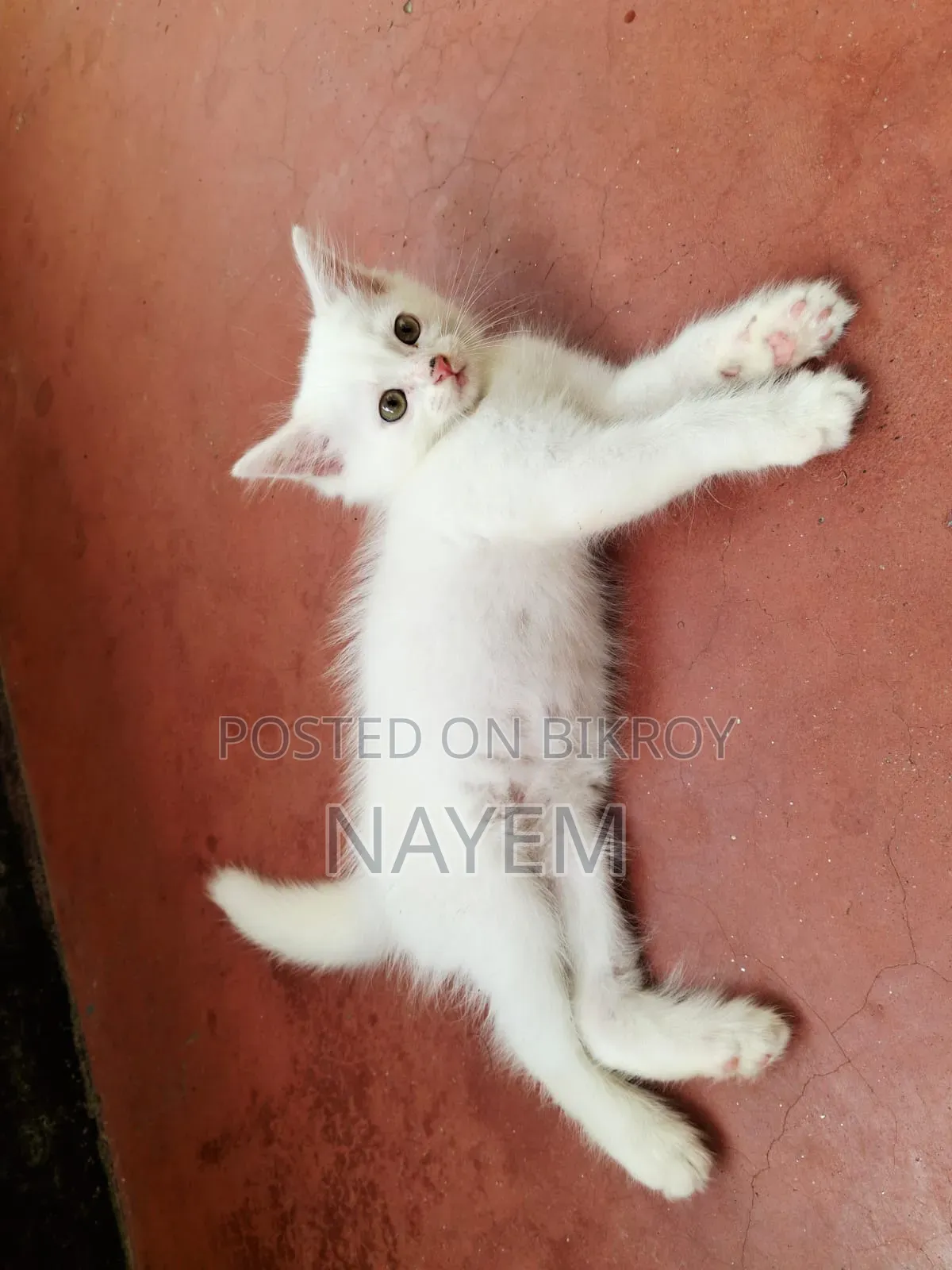 1-3 Months Male Mixed Breed Persian