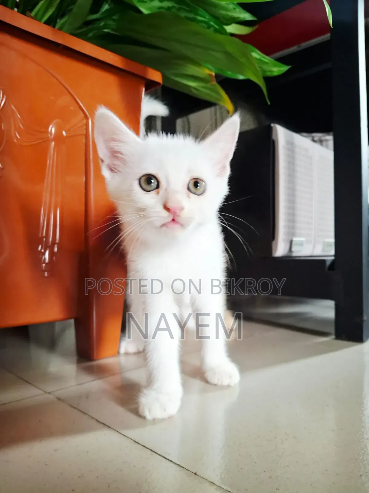 1-3 Months Male Mixed Breed Persian
