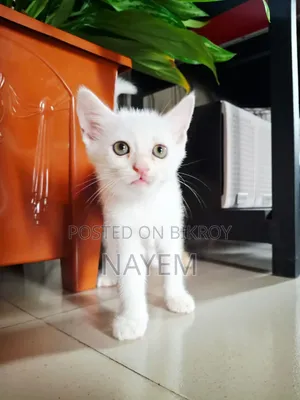 1-3 Months Male Mixed Breed Persian