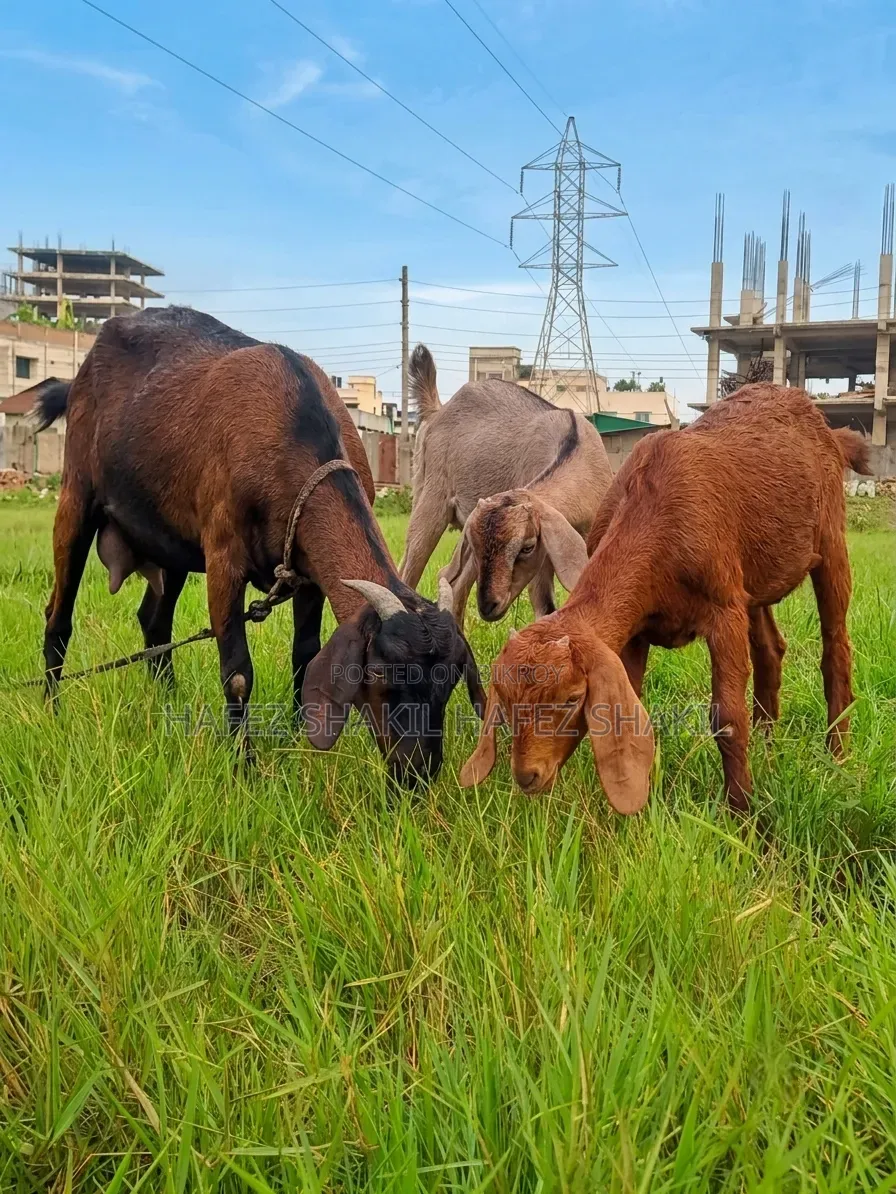 Eight local goats with kids