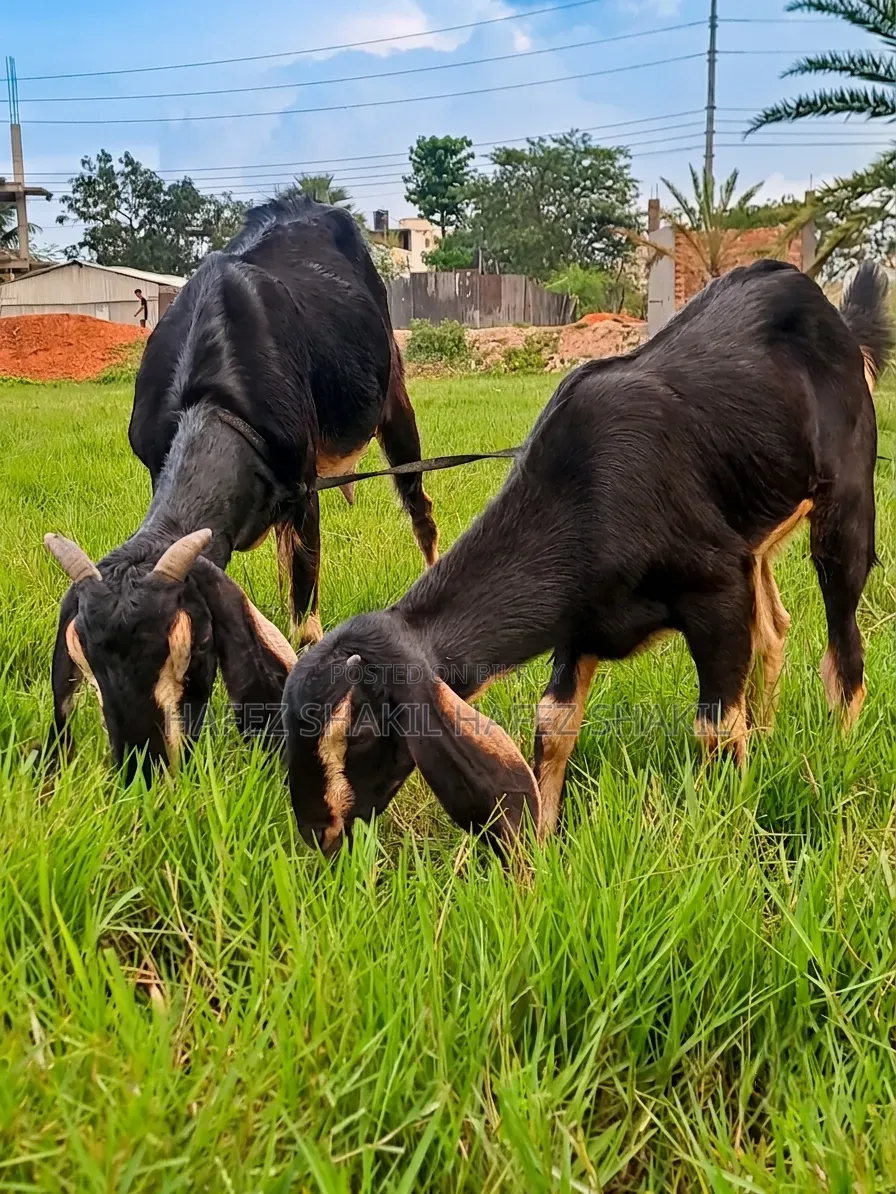 Eight local goats with kids