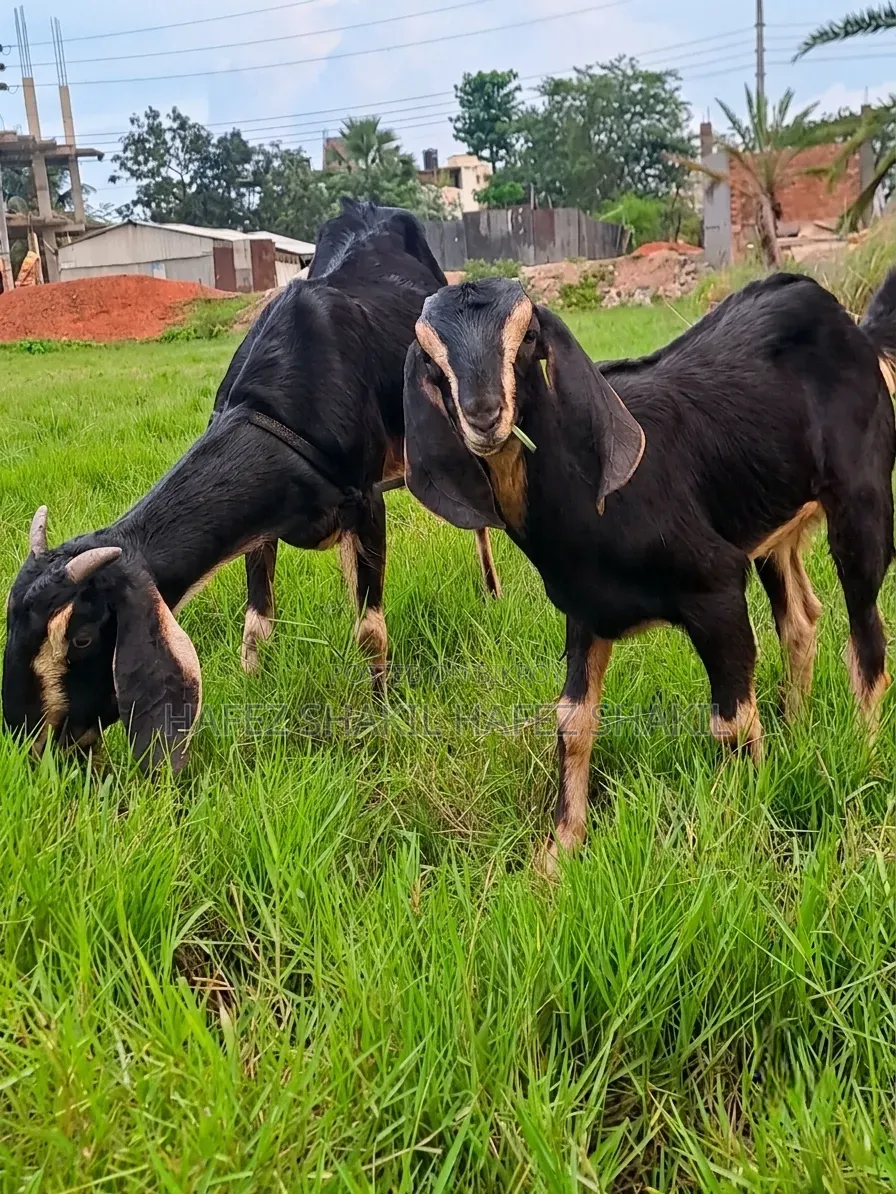 Eight local goats with kids