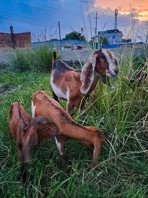 Eight local goats with kids