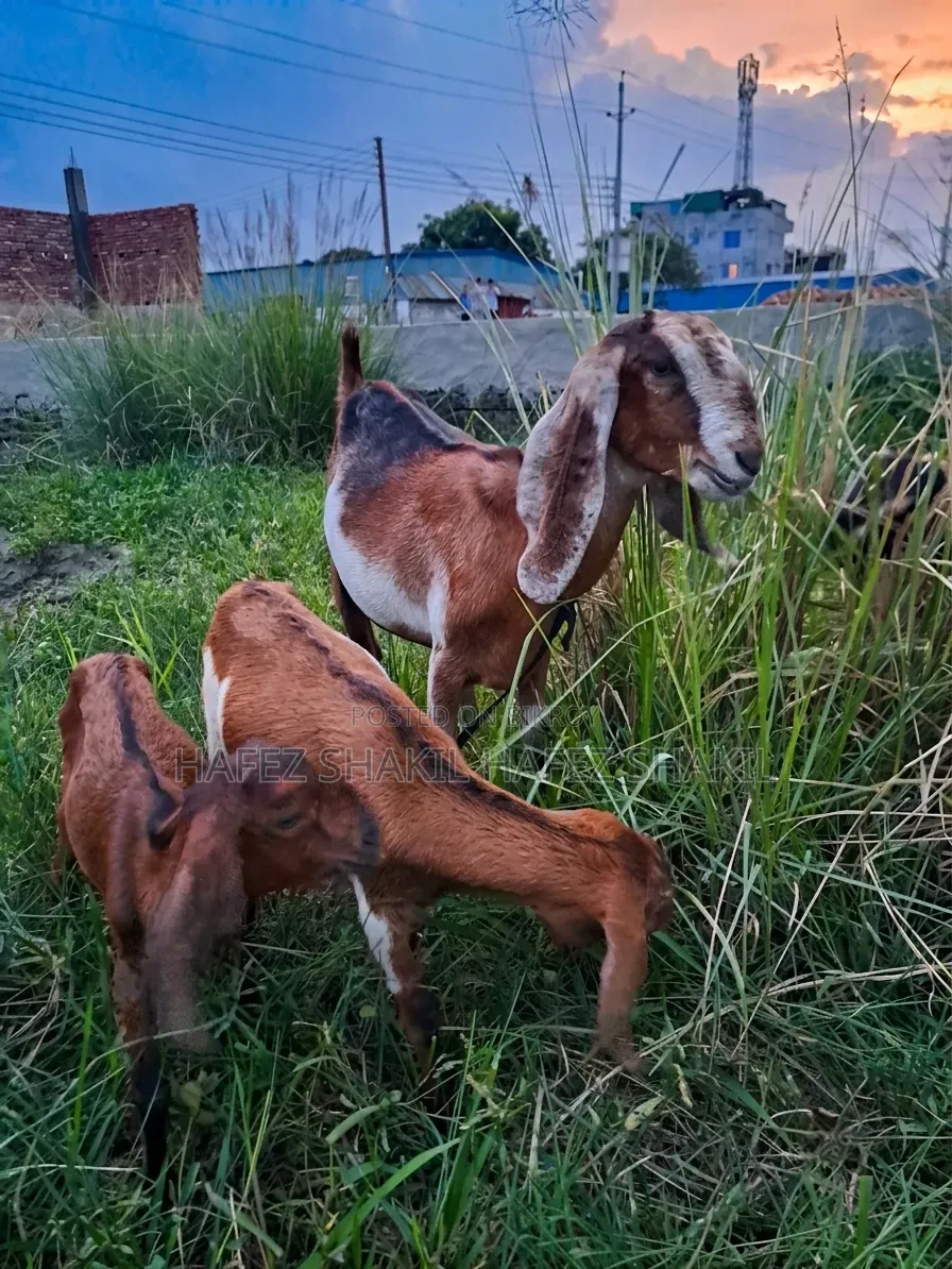 Eight local goats with kids