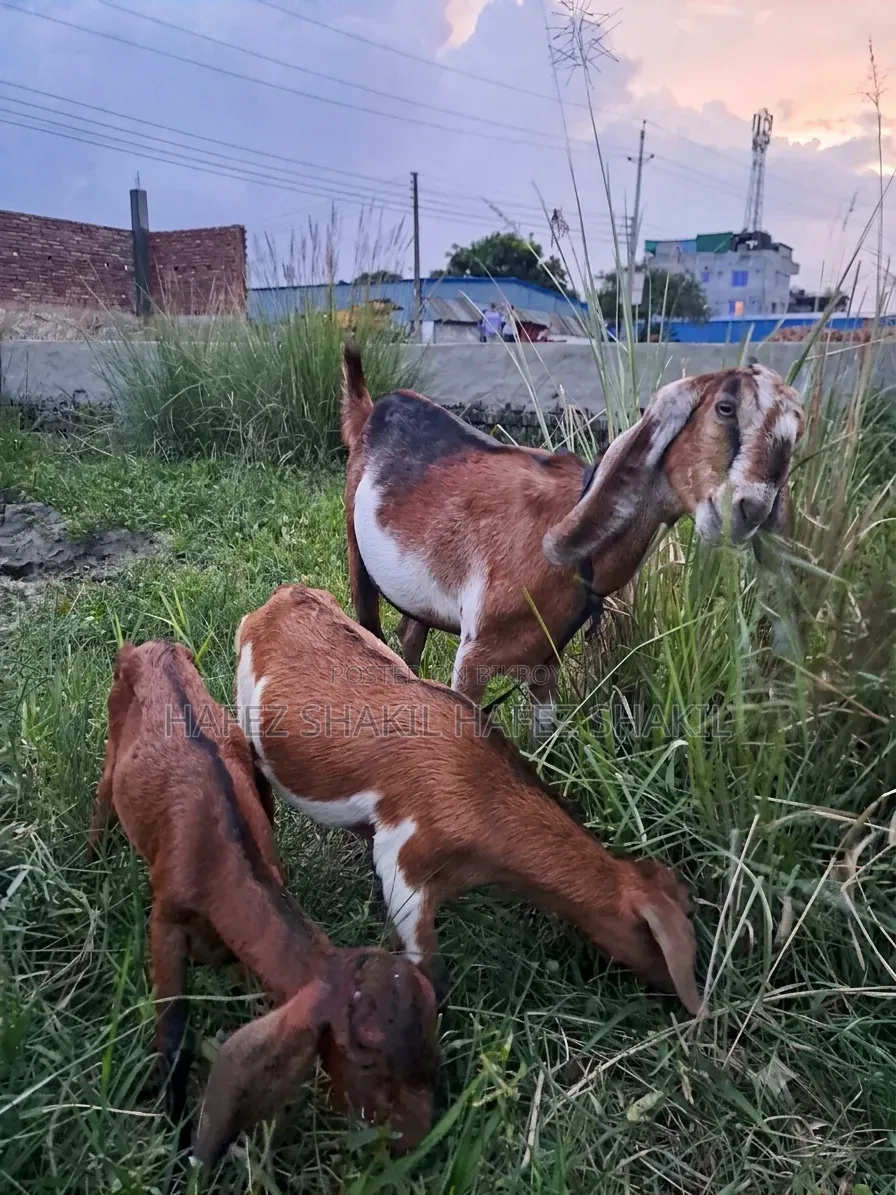 Eight local goats with kids