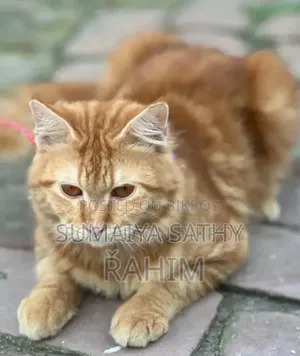৬-১২ মাস বয়সী স্ত্রী পিওর পার্সিয়ান বিড়াল