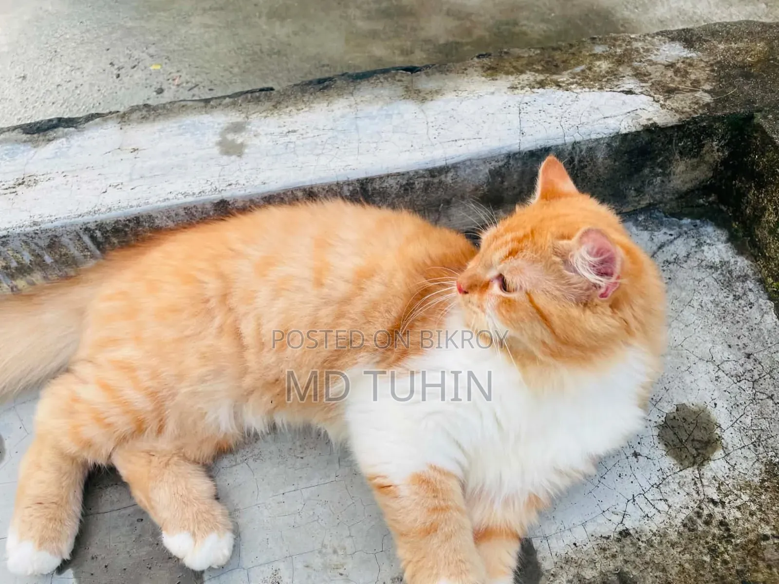 6-12 months Male Purebred Persian