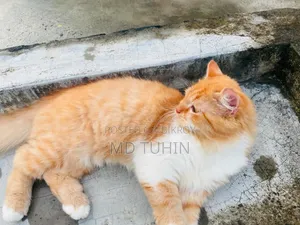 6-12 months Male Purebred Persian