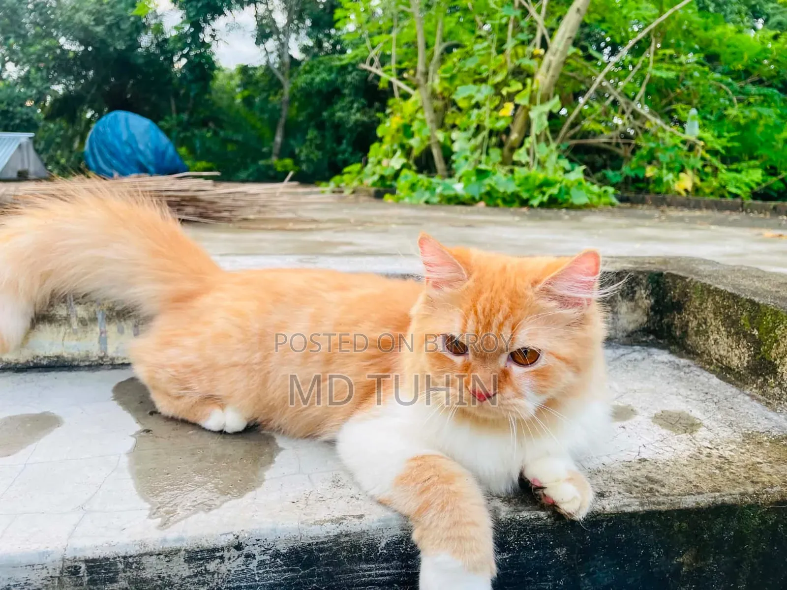 6-12 months Male Purebred Persian