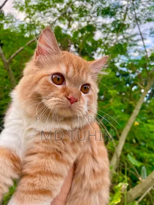 6-12 months Male Purebred Persian
