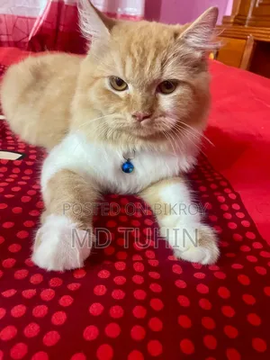 6-12 months Male Purebred Persian