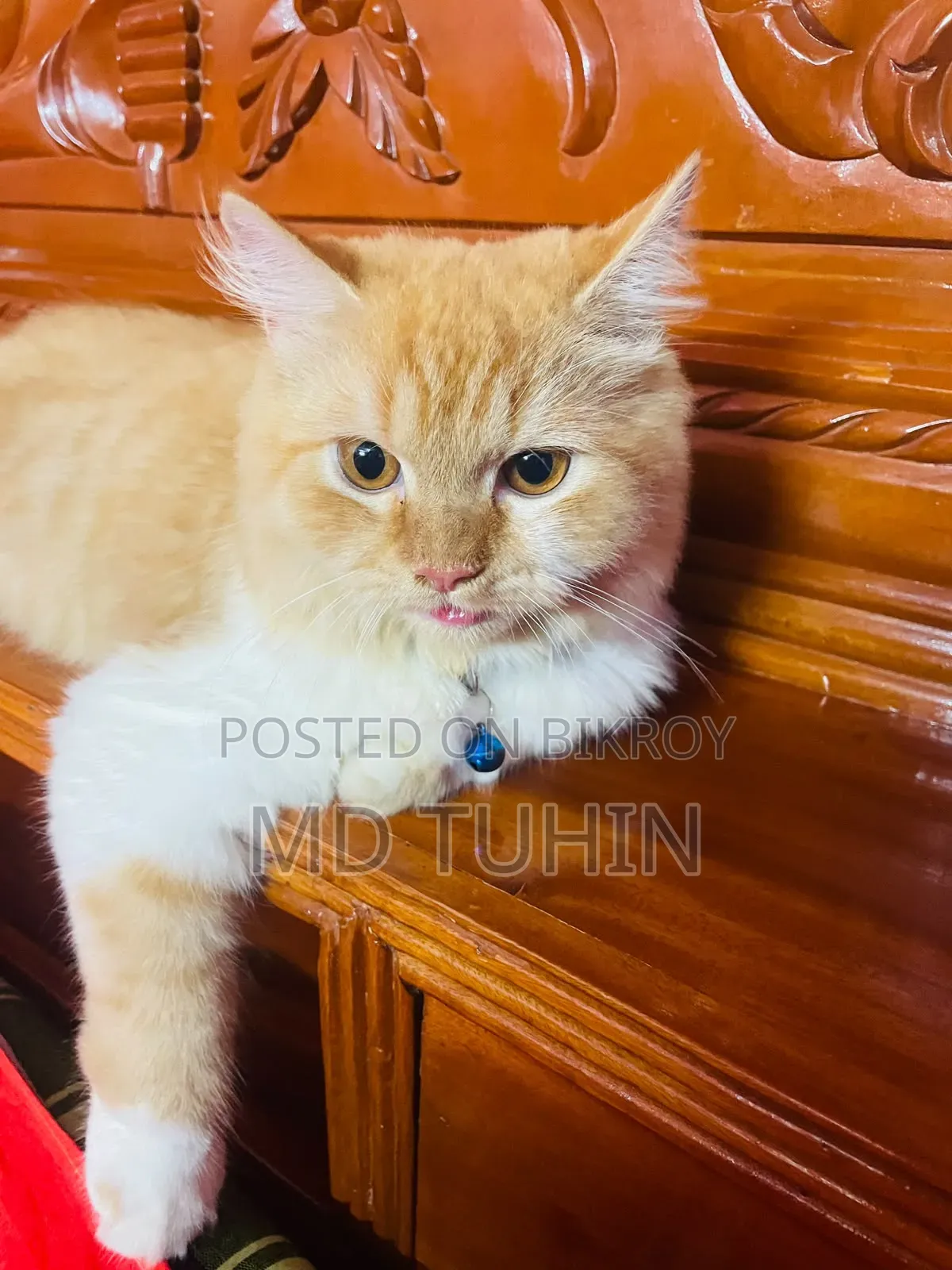 6-12 months Male Purebred Persian