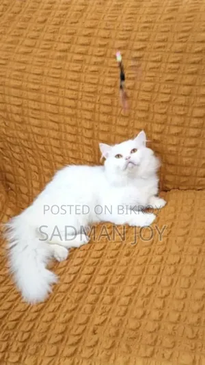 6-12 months Male Mixed Breed Persian
