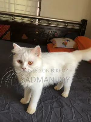 6-12 months Male Mixed Breed Persian