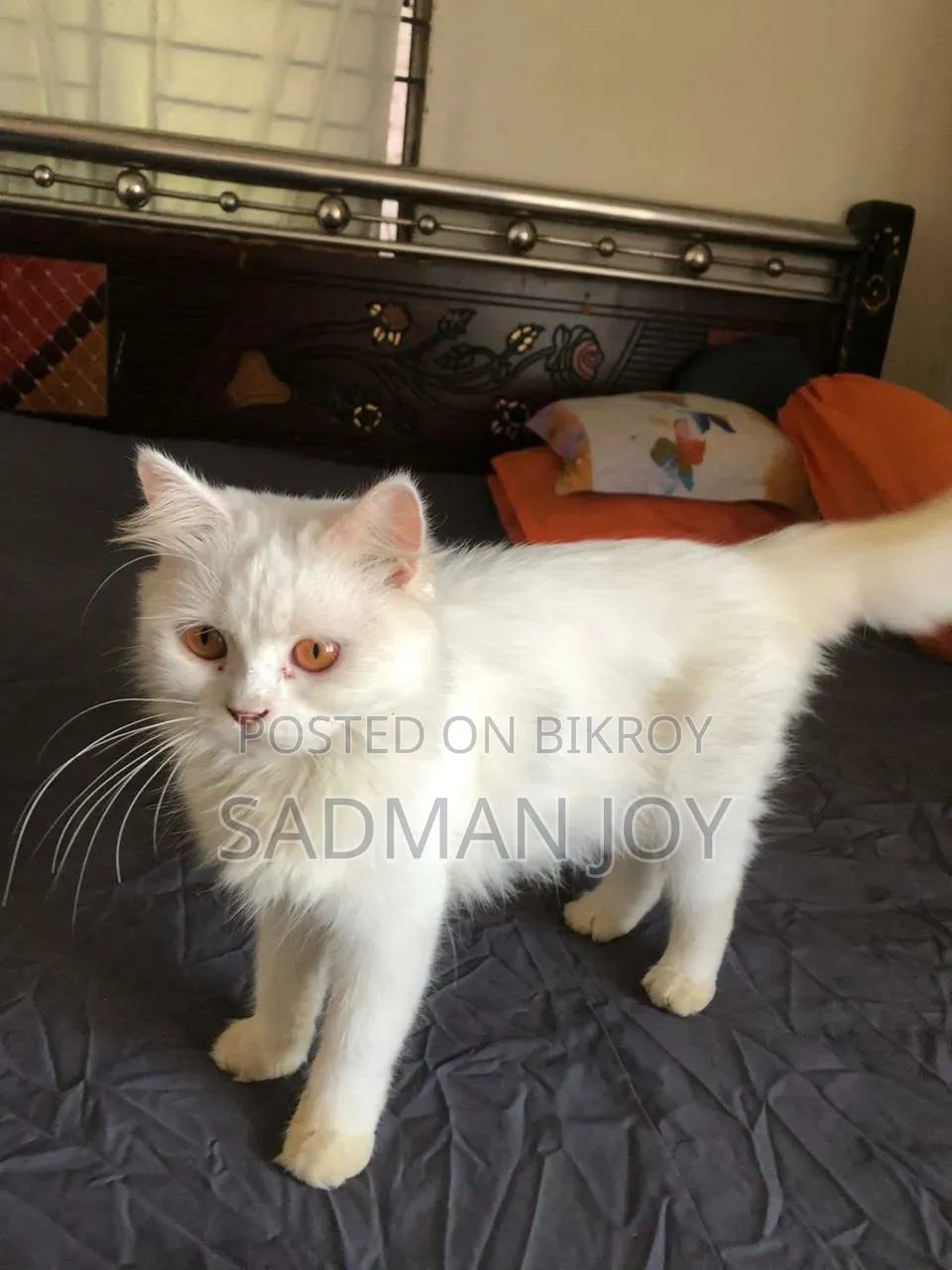 6-12 months Male Mixed Breed Persian