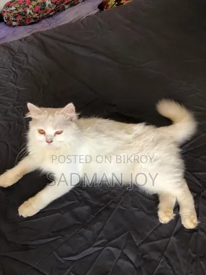 6-12 months Male Mixed Breed Persian