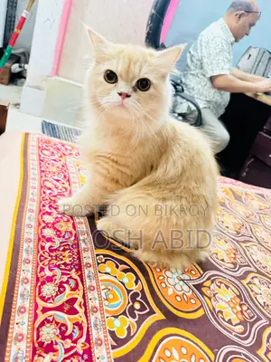 ৬-১২ মাসের ফিমেল পিউরব্রেড পার্সিয়ান