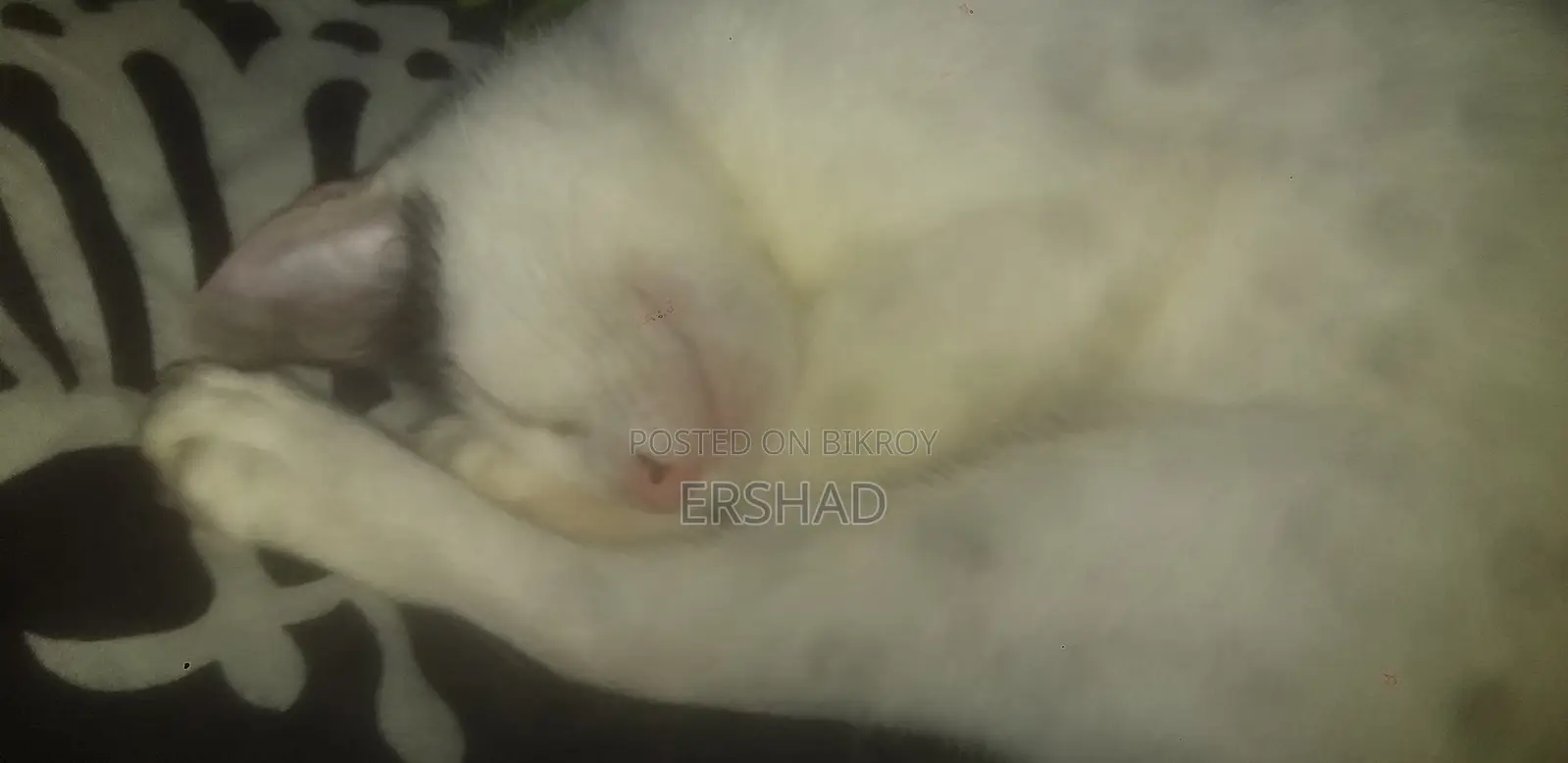 6-12 months Female Mixed Breed Manx