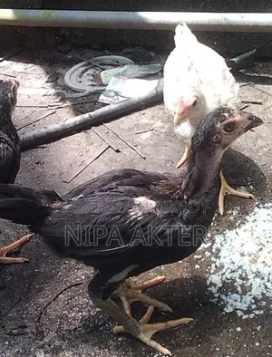 Arsil Bacca