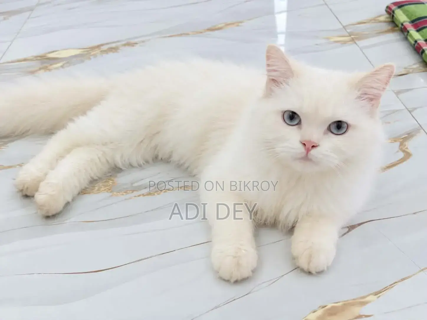 3-6 months Male Purebred Persian