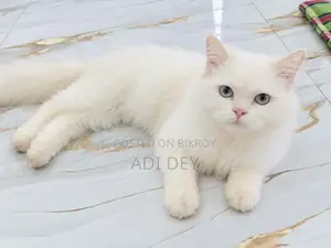 3-6 months Male Purebred Persian