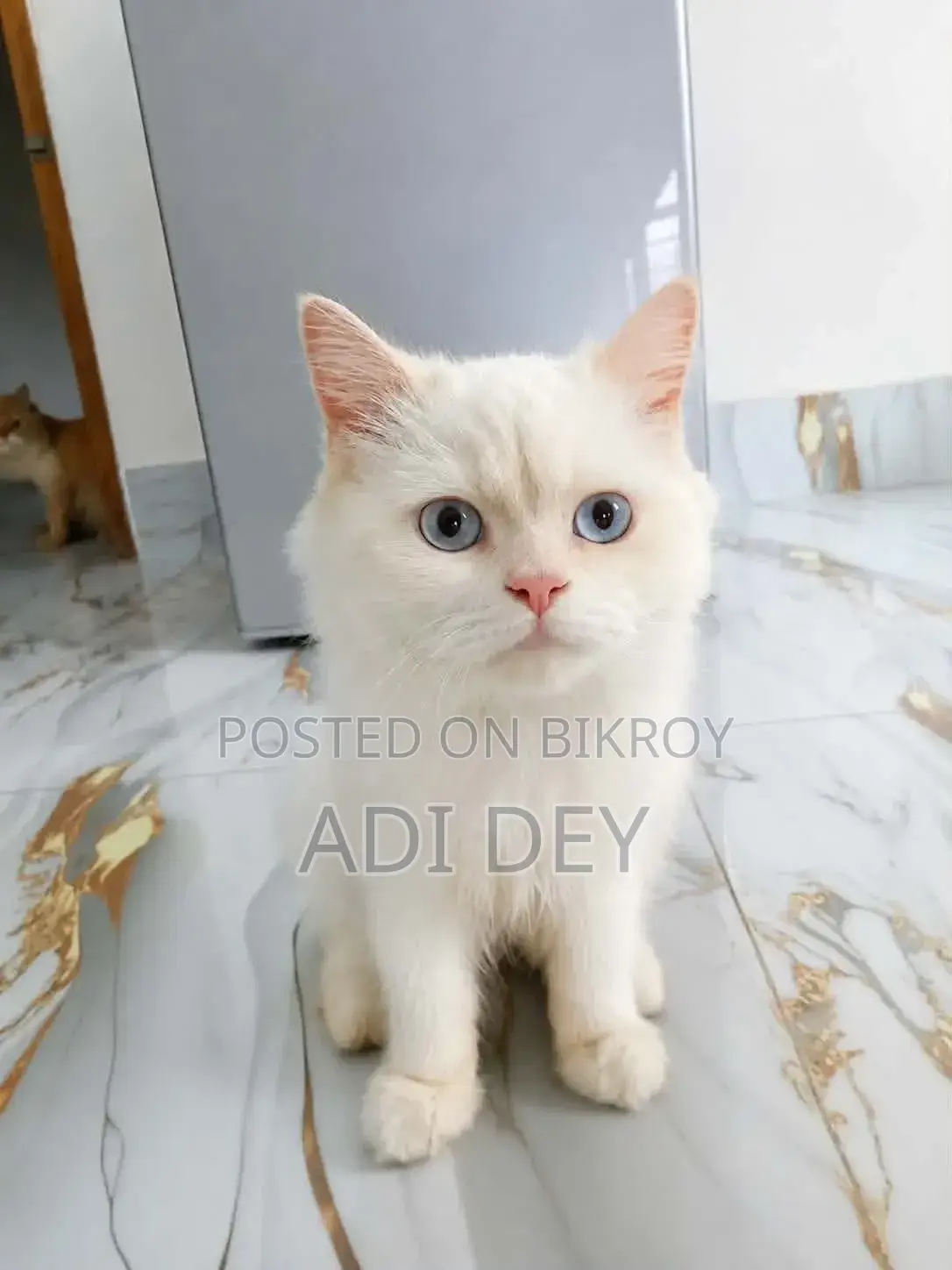 3-6 months Male Purebred Persian
