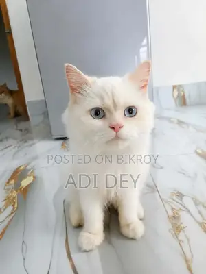 3-6 months Male Purebred Persian