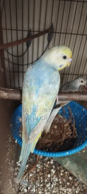 Rainbow Male