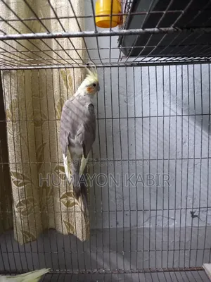 Cockatiel Birds