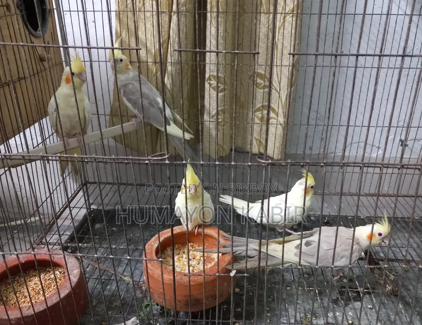 Cockatiel Birds