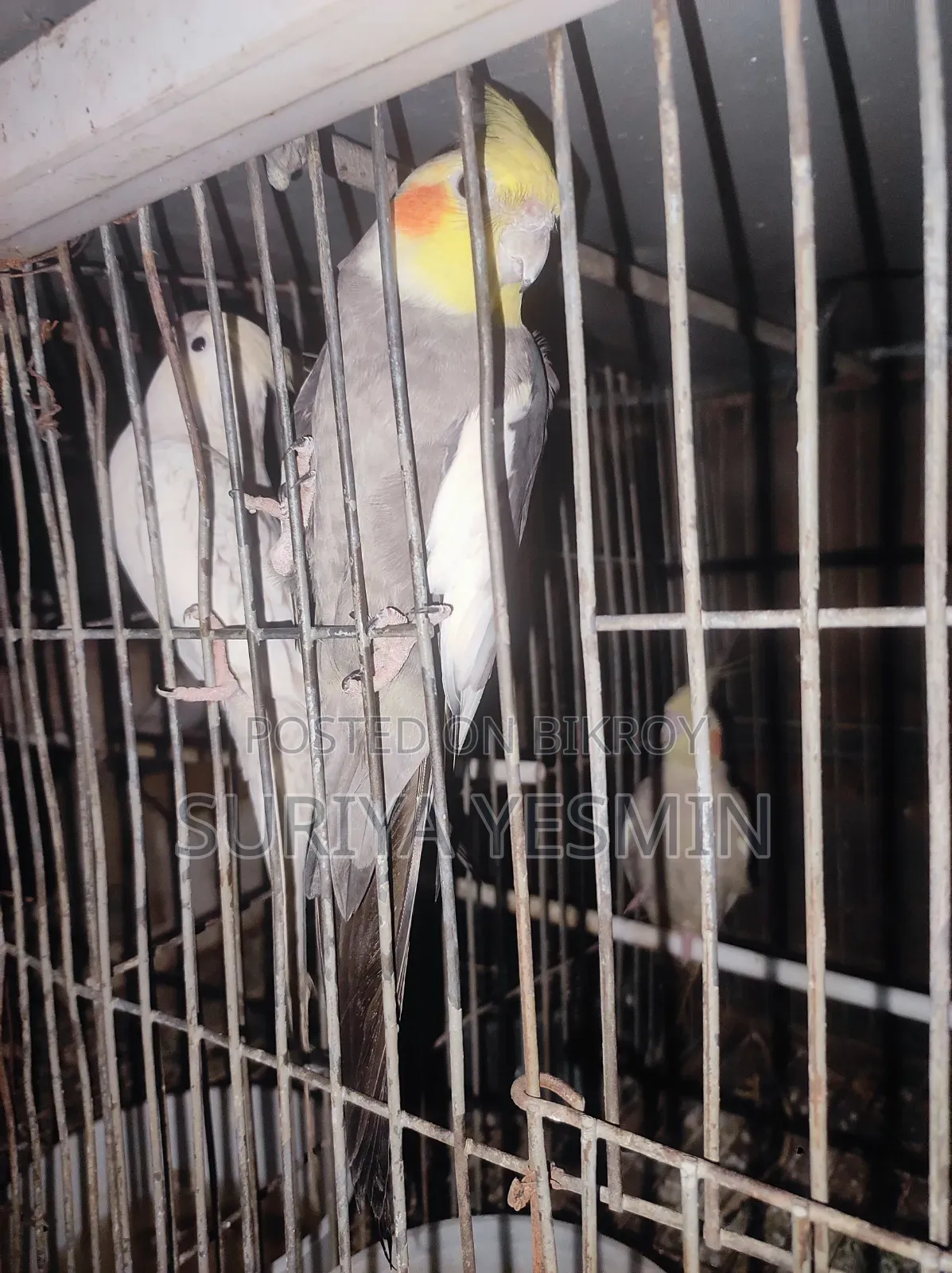 Complete setup with birds will be sold.