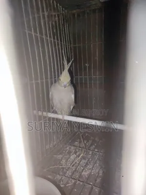 Complete setup with birds will be sold.