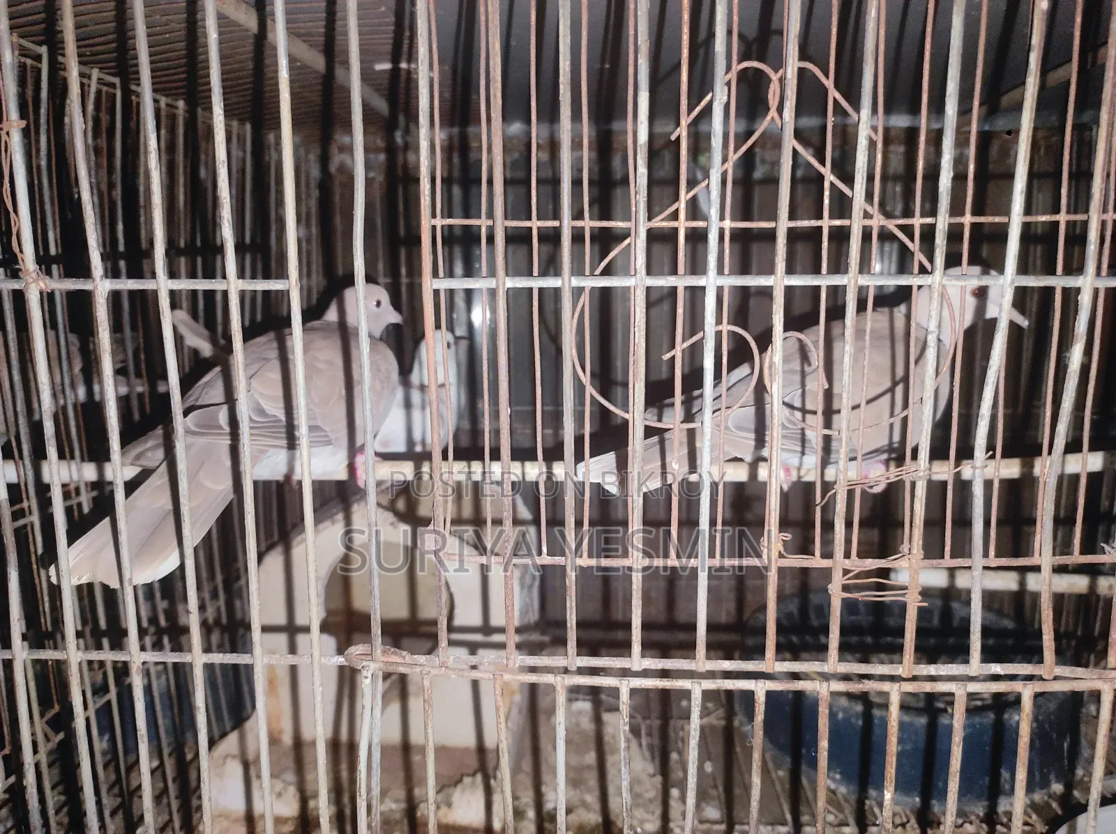 Complete setup with birds will be sold.