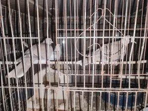 Complete setup with birds will be sold.